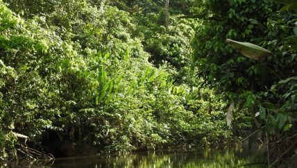 Yasuni rainforest by canoe
