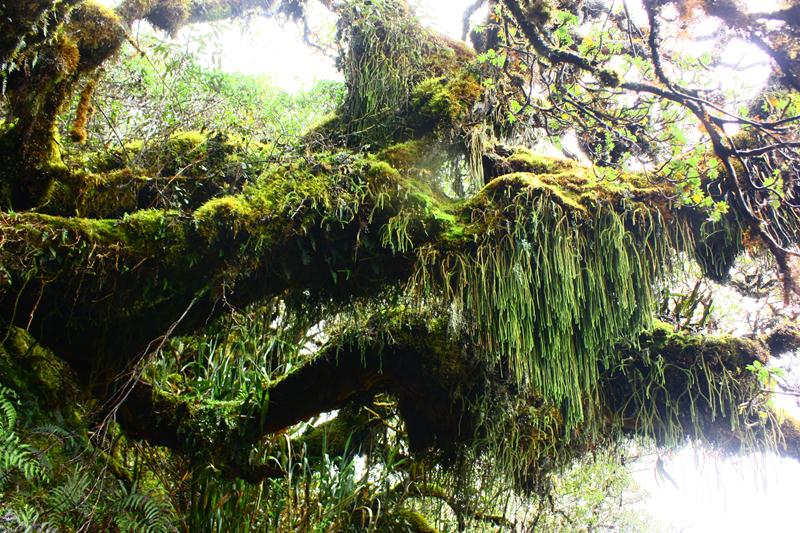 polilepis tree in high andean forest 