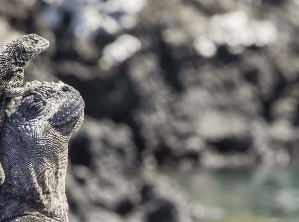 New Species Discovered on Galapagos: Meet the Tiny Blue Octopus Microeledone galapagensis 2 Galapagos Iguana Image