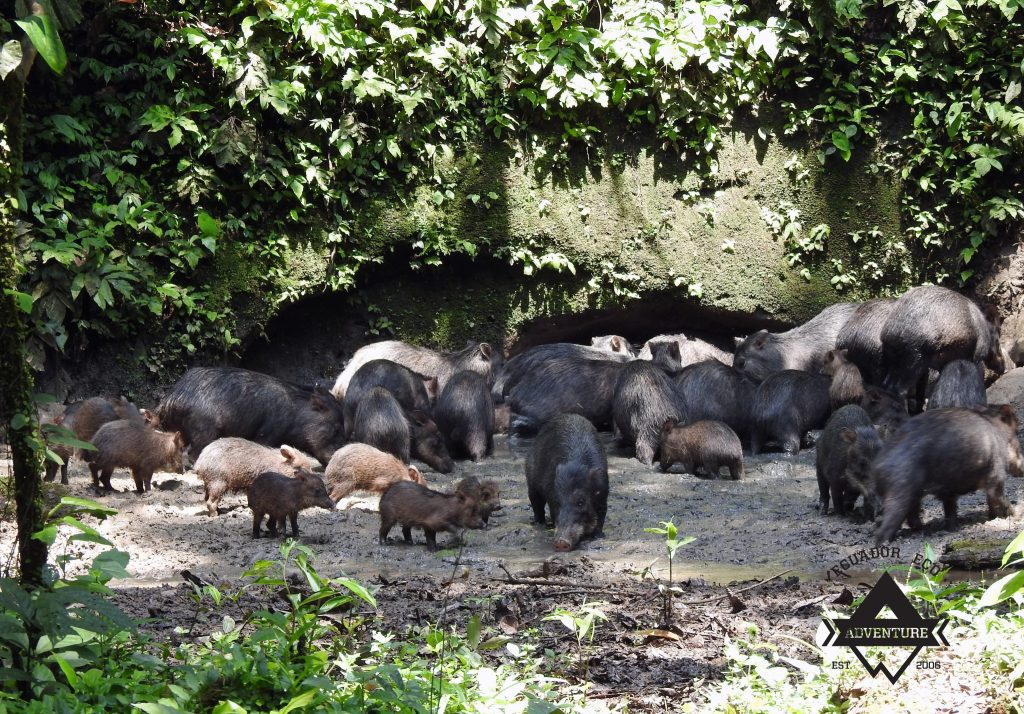 Animals in the Yasuni Amazon