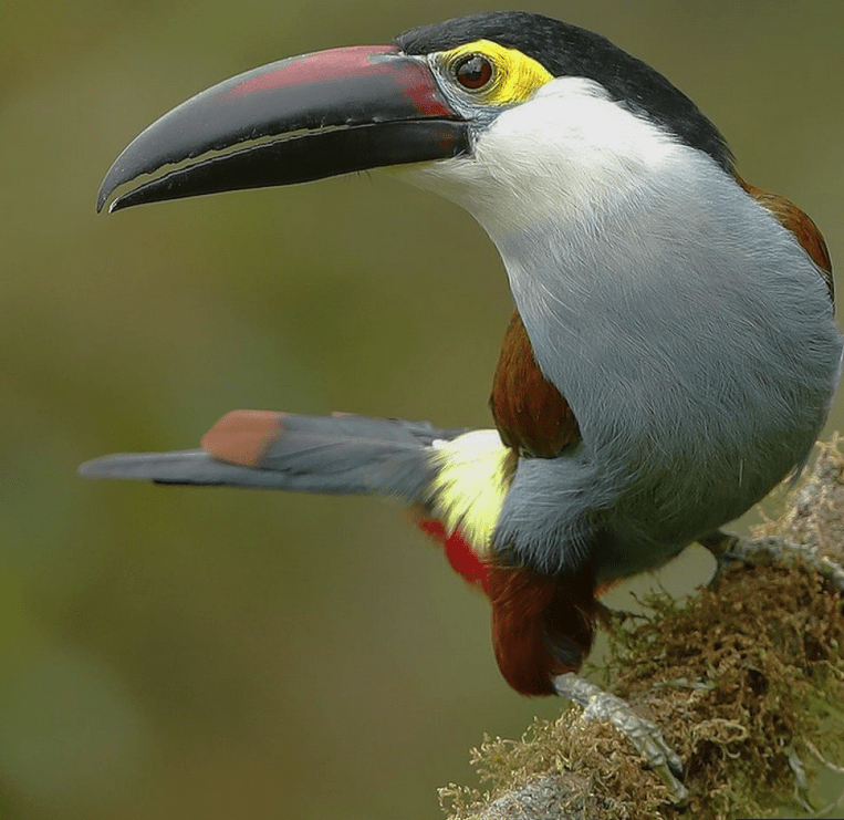 birdwatching in ecuador toucan