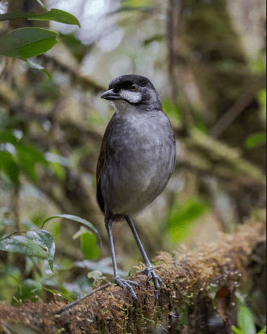 ecuadorbirdwatch | Ecuador